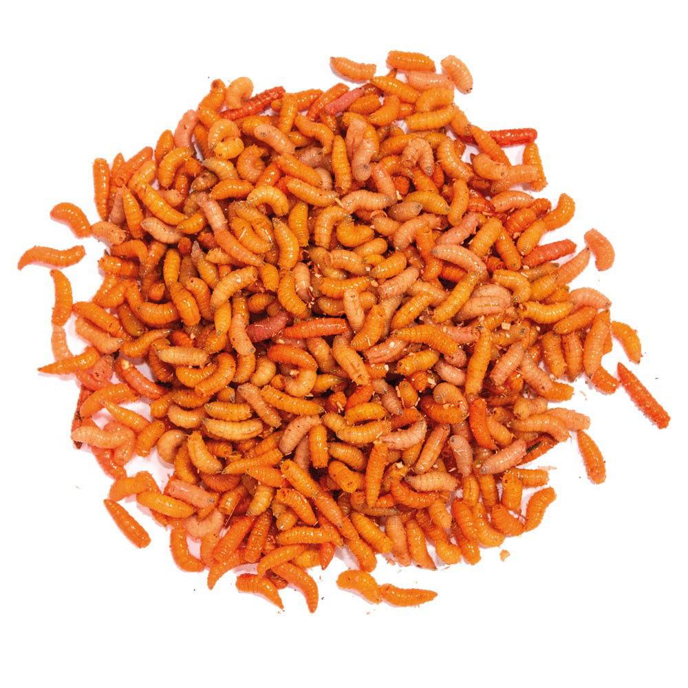 TAKE ME BAITS BIGATTINO COLORATO