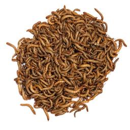 TAKE ME BAITS CAMOLE FARINA