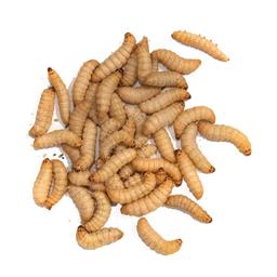 TAKE ME BAITS CAMOLE