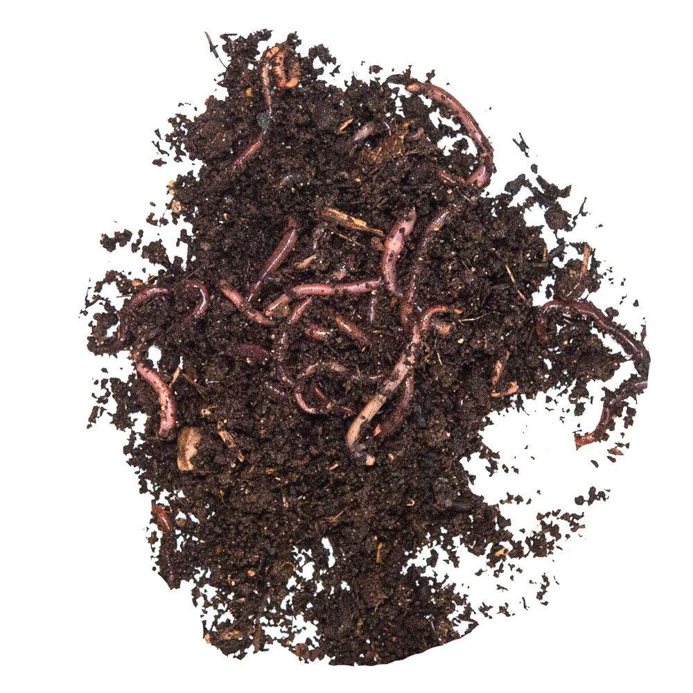 TAKE ME BAITS LOMBRICHI GARA