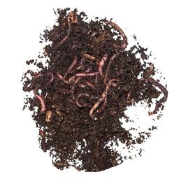 TAKE ME BAITS LOMBRICHI GARA