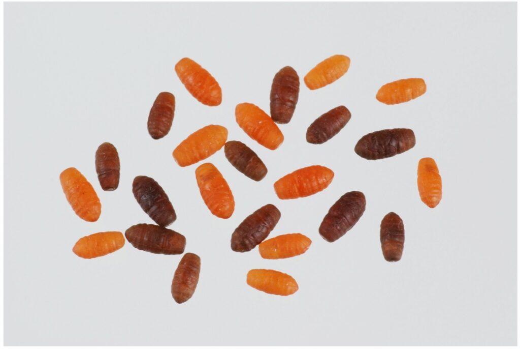 Casters artificiali, assortiti in misure e colori, possono essere innescati da soli od in combinazione con esche naturali. La loro leggerezza può essere utilizzata per controbilanciare il peso dell’amo. Per aumentarne l’efficacia possono essere aggiunti aromi.

Busta da 24 pezzi, confezione da 10 buste.